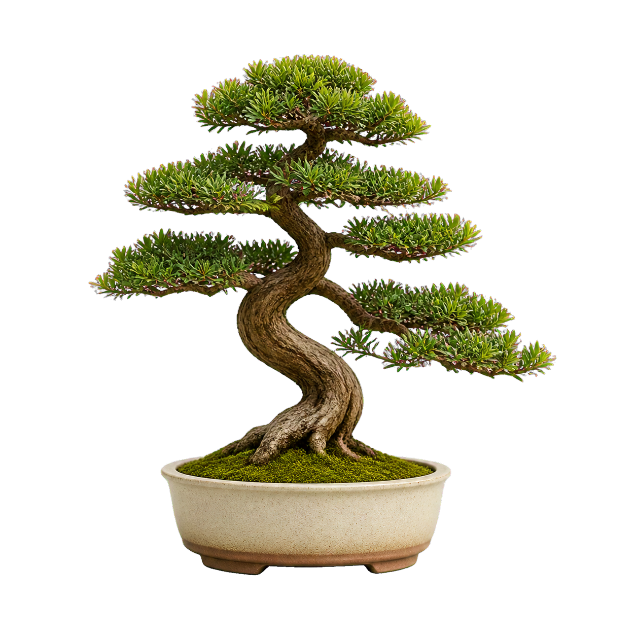 A small bonsai plant in a ceramic pot